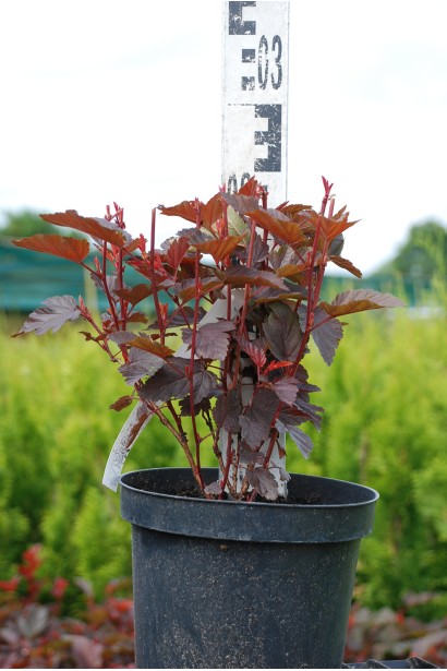 Пухироплідник Літл Ангел в контейнері для озеленення.