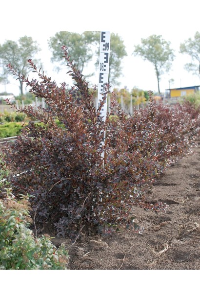 Літл Ангел із витонченим листям і компактною формою.