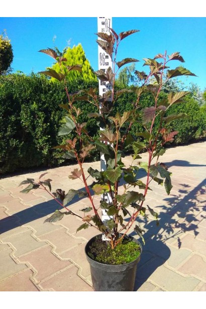 Компактний кущ Леді ін Ред у стильному дизайні саду.