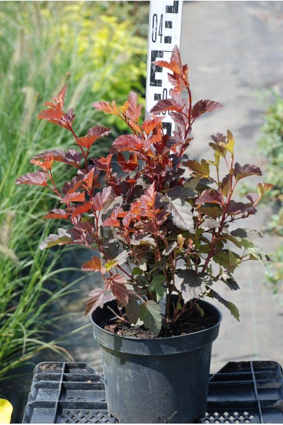 Кущ Леді ін Ред в контейнері для саду.