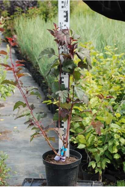 Контейнерний саджанець пухироплідника для миттєвого озеленення.