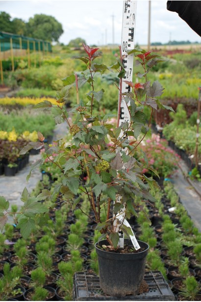 Саджанець пухироплідника з декоративним листям і квітами.