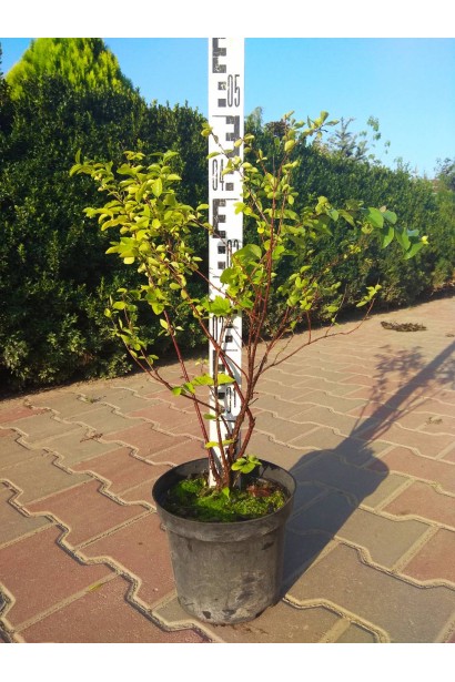 Саджанець сніжноягідника в контейнері