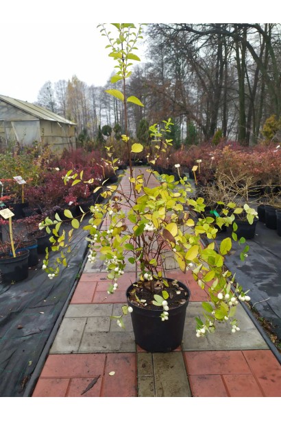 Саджанець сніжноягідника в контейнері