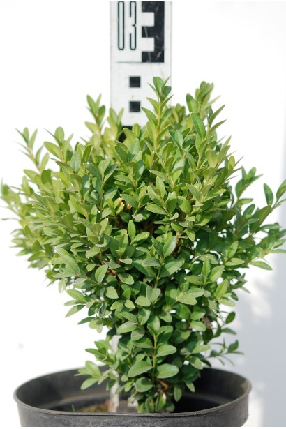 Самшит Суффрутикоза – 3л/выс.25-30см/Ø15-20см