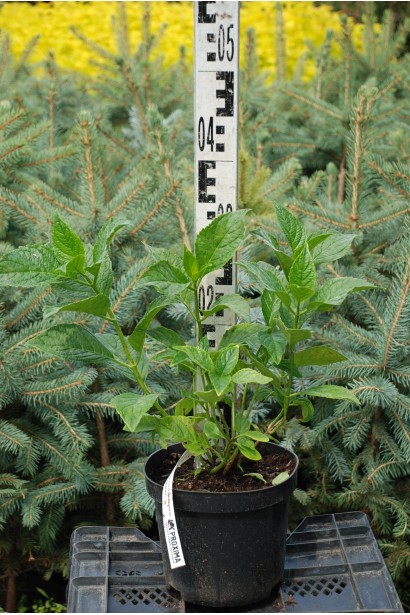 Гортензія Ю енд мі Тугезе саджанець горщик 3 л