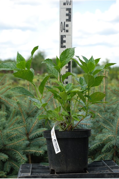 Гортензія Ю енд мі Тугезе контейне 3 л 20-30 см