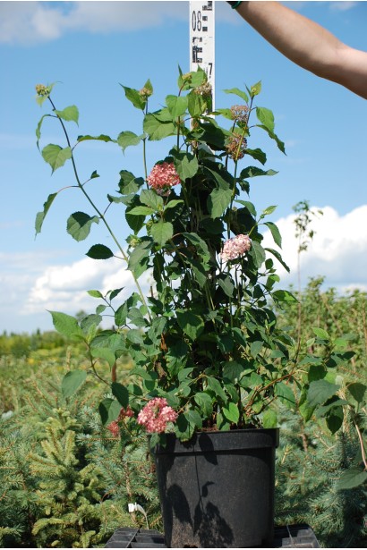 Гортензія  Пінк Аннабель С5 50-70 см