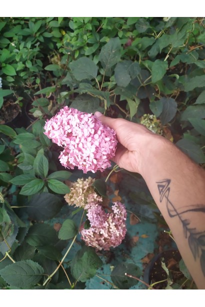 Гортензія  Пінк Аннабель рожеві суцвіття