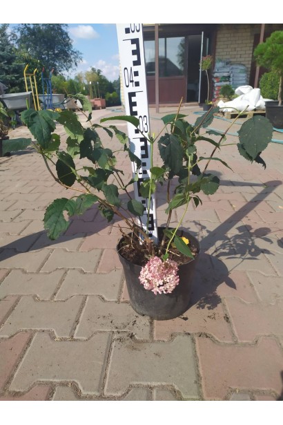Гортензія  Пінк Аннабель саджанець 30-40 см