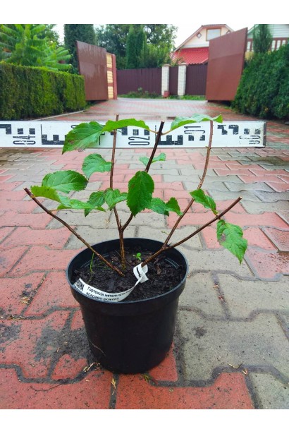 Гортензія Фрайз Мельба саджанець стрижений діаметр 30-40 см