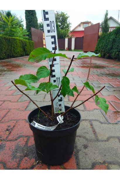 Гортензія Fraise Melba в горщику 3 л