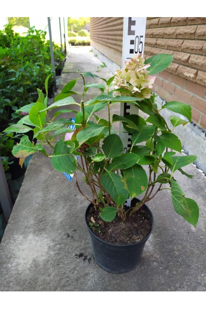 Гортензія Фрайз Мельба контейнер 3 л 40-50 см