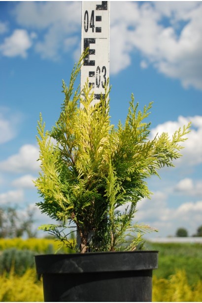 Кипарисовик жовтий Голден Вондер 20-30 см