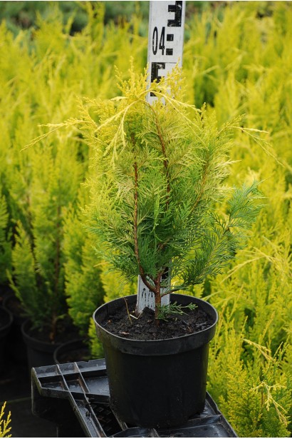 Кипарисовик Лавсона Golden Wonder