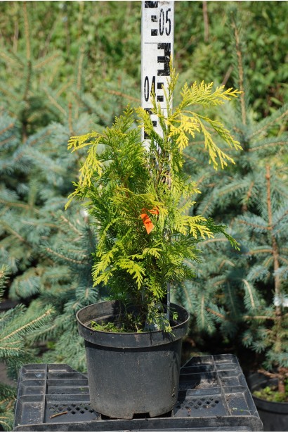 Кипарисовик Лавсона Golden Wonder