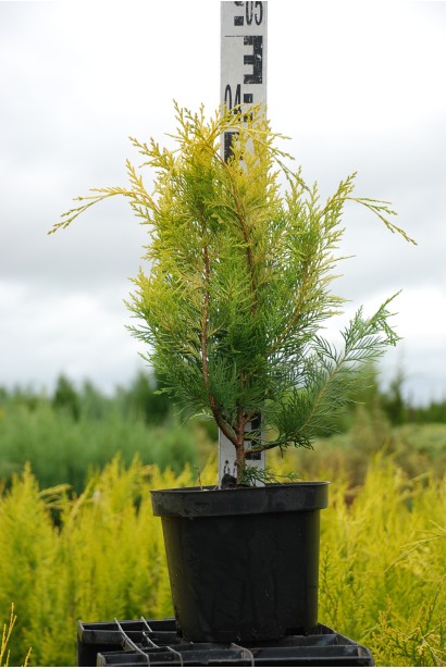 Кипарисовик Голден Вондер контейнер 3 л