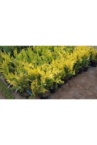 Кипарисовик віялоподібний Голден Вондер