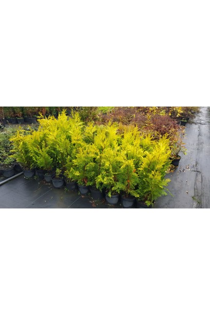 Кипарисовик Голден Вондер саджанці в садовому центрі