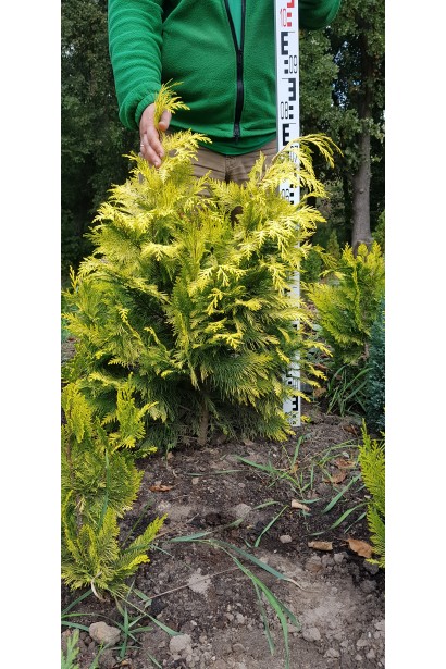 Кипарисовик Голден Вондер 70-90 см