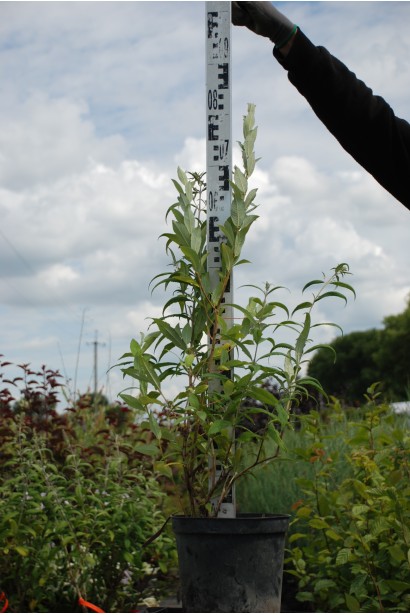 Буддлея Давида Флауэр Пауэр контейнер 5 л, высота 50-70 см