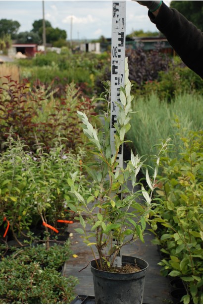 Буддлея давида Флауэр Пауэр саженец в горшке