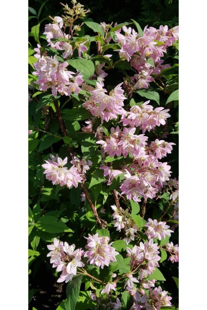 Дейція гібридна Строберрі Філдс