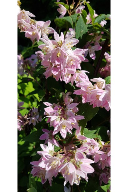 Дейція Лемуана Строберрі Філдс