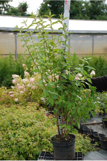 Дейція Строберрі Філдс в горщику