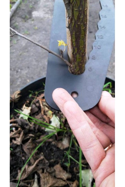 Береза Далекарлійська обхват стовбура 6-8 см