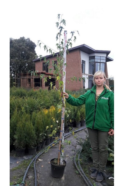 Береза Далекарлійська в контейнері в садовому центрі