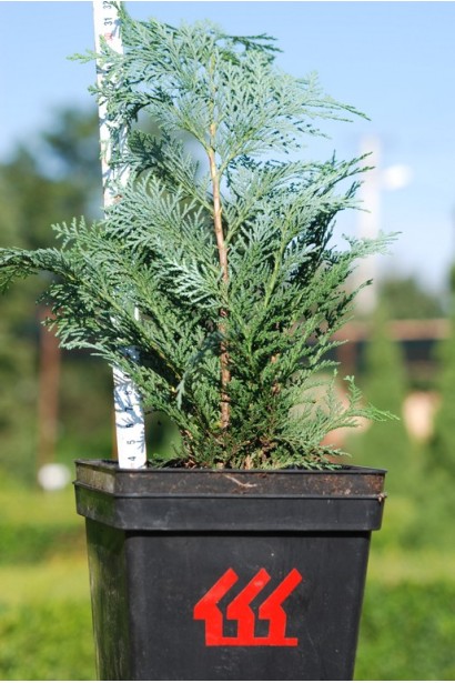 Кипарисовик Пельтс Блю саджанець Р9