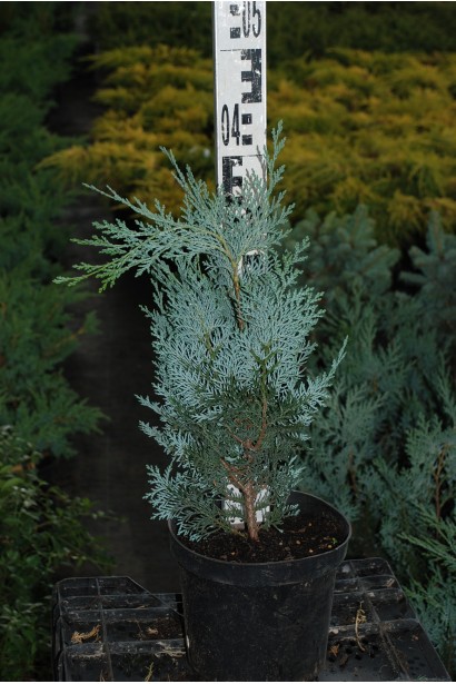 Кипарисовик Ван Пельтс Блю контейнер 3 л 30-40 см