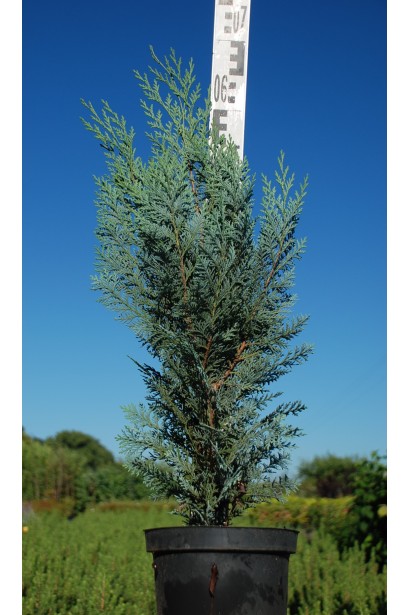 Кипарисовик Пельтс Блю С5 50-60 см