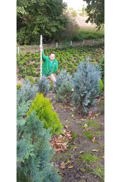 Кипарисовик Лавсона Pelt’s Blue в садовому центрі