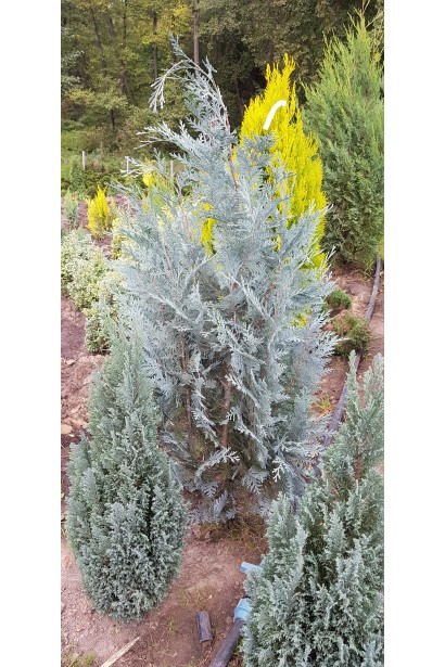 Кипарисовик Van Pelt’s Blue