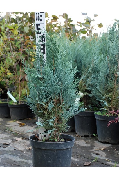 Кипарисовик Пельтс Блю в горщику 3 л 40-50 см