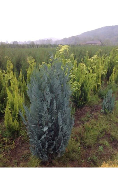 Кипарисовик Лавсона Пельтс Блю / Ван Пельтс Блю