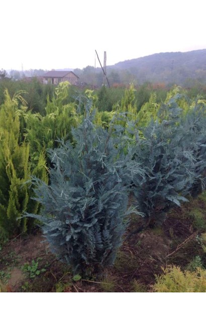 Кипарисовик з найяскравішим блакитним забарвленням хвої