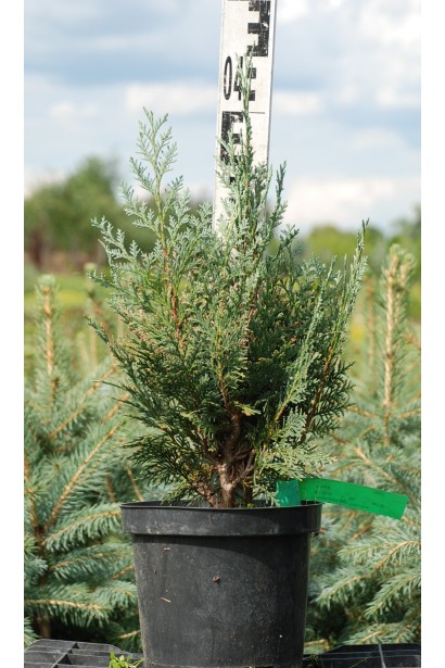 Кипарисовик Van Pelt’s Blue саджанець 30-40 см