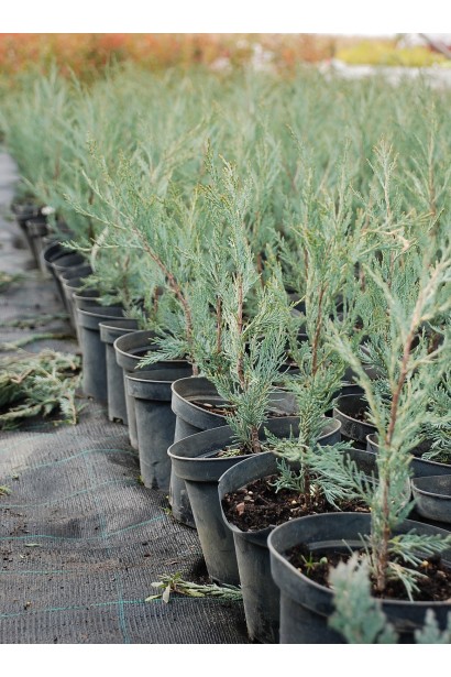 Саженцы можжевельника Мунглоу в садовом центре