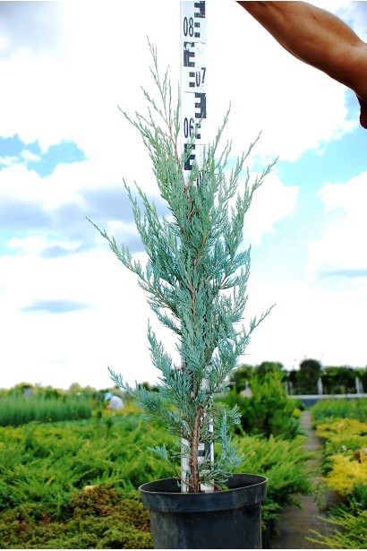 Можжевельник скальный Мунглоу саженец 50-70 см