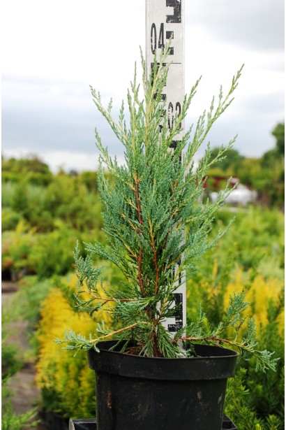 Можжевельник скальный Мунглоу 30-40 см, контейнер 3 л