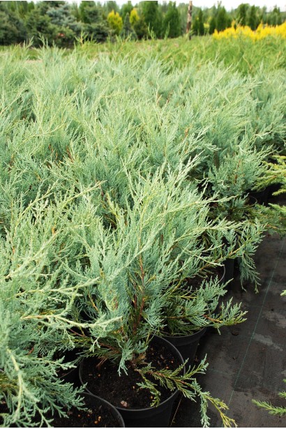 Juniperus scopulorum Moonglow