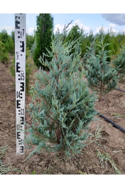 Можжевельник скальный Мунглоу ком / 60-80 см