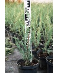 Ялівець скельний Мунглоу | Juniperus scopulorum Moonglow | Можжевельник скальный Мунглоу