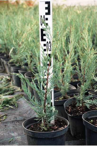 Можжевельник скальный Мунглоу в горшке 3 л, высота 30-40 см