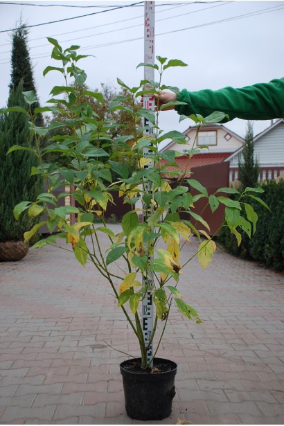 Дерен  Флавірамеа саджанець 100-120 см