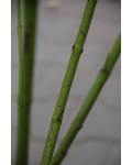 Дерен пагононосний Флавірамеа | Cornus sericea Flaviramea | Дерен отпрысковый Флавирамеа