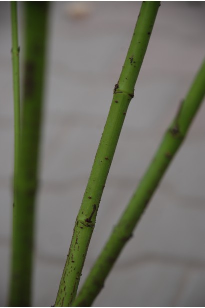 Дерен  Флавірамеа зелені пагони